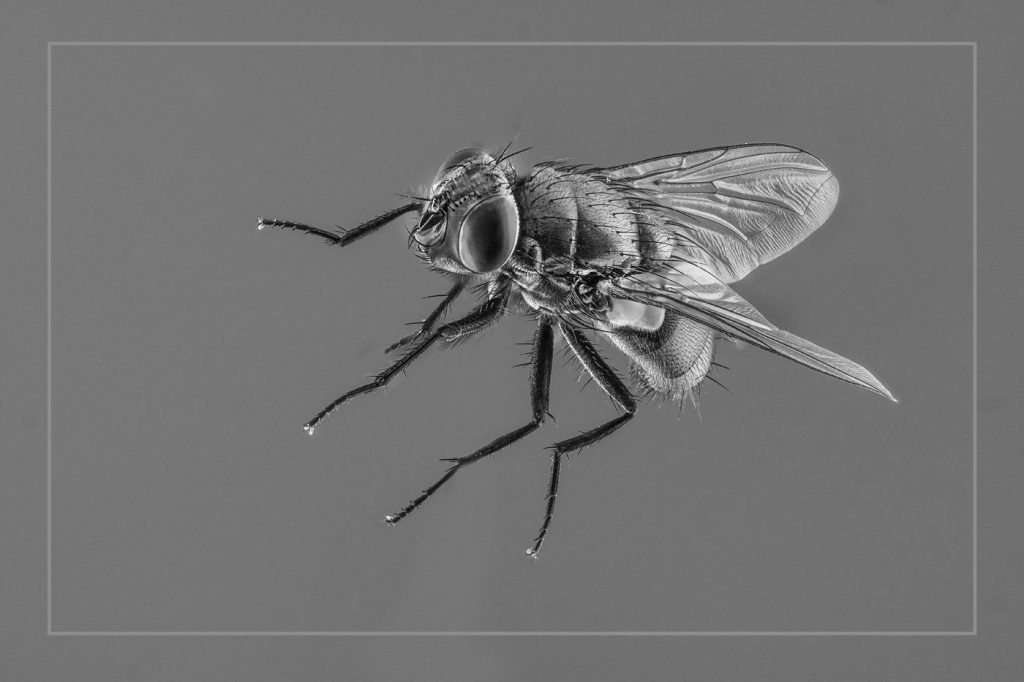 House Fly - Neal Thompson